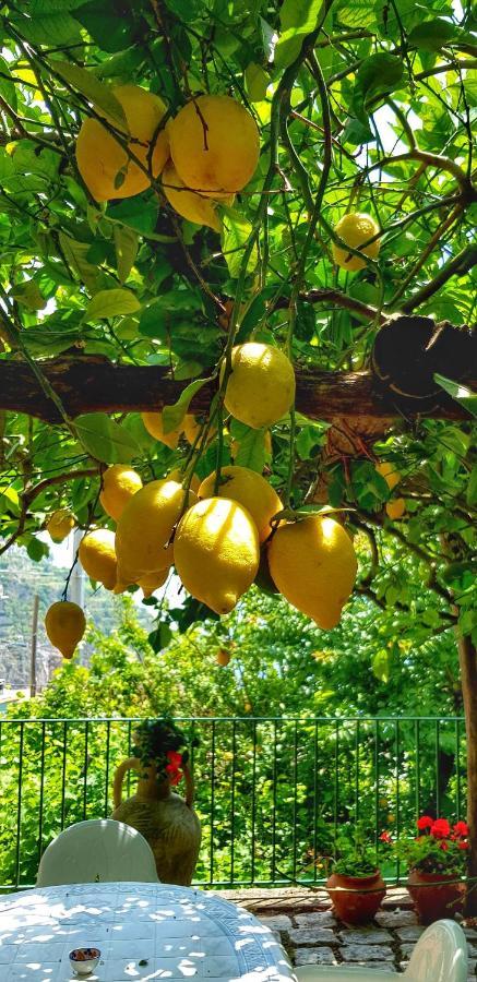 Il Limoneto Di Lulu, Holidays Among The Lemon Trees Minori Dış mekan fotoğraf