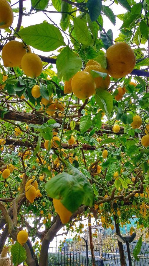 Il Limoneto Di Lulu, Holidays Among The Lemon Trees Minori Dış mekan fotoğraf