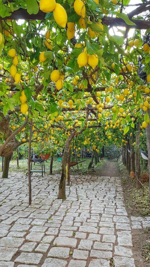 Il Limoneto Di Lulu, Holidays Among The Lemon Trees Minori Dış mekan fotoğraf