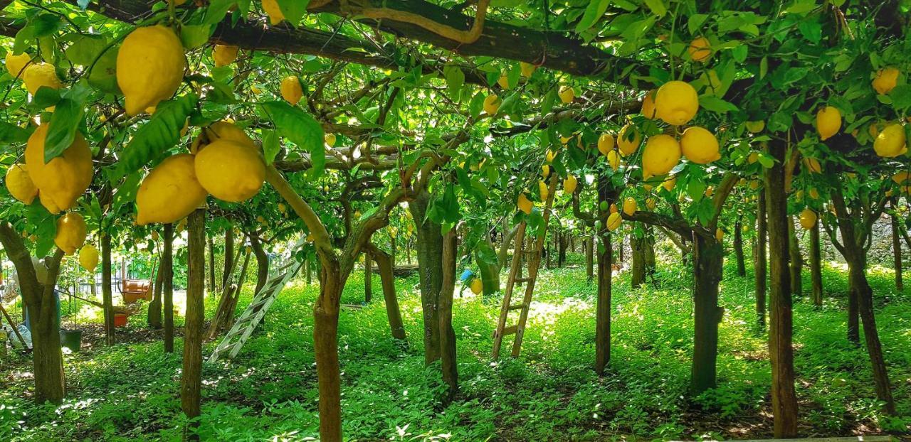 Il Limoneto Di Lulu, Holidays Among The Lemon Trees Minori Dış mekan fotoğraf